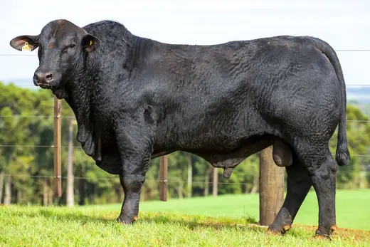 Touro Brangus BZ4383 FIV, Guapiara