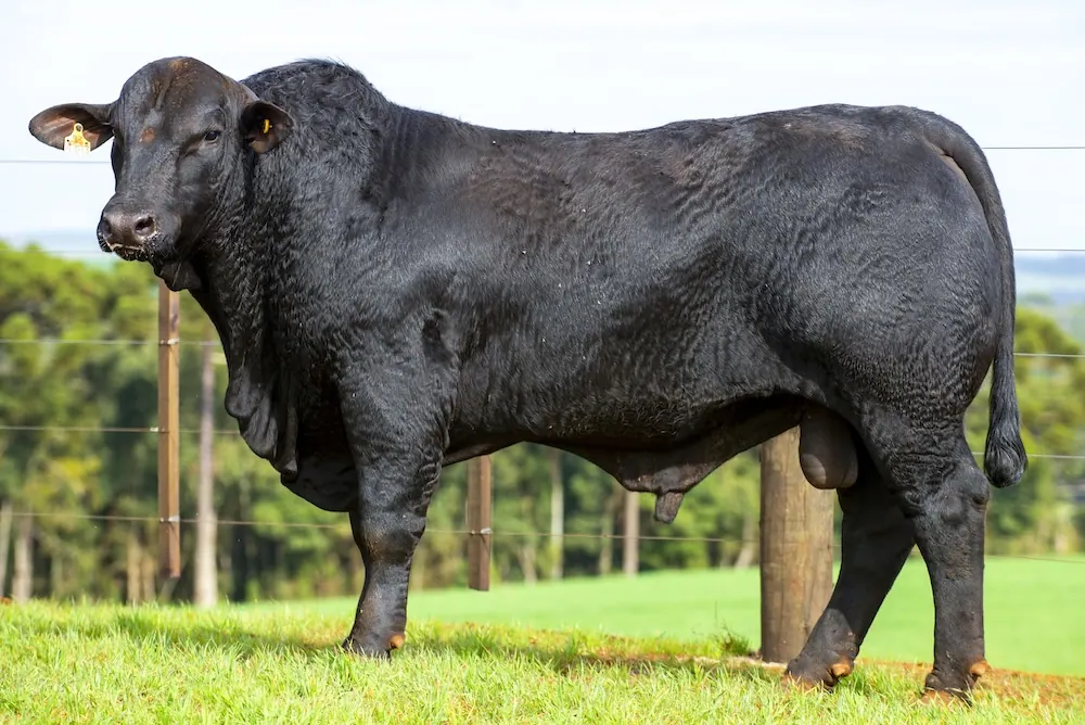 Touro Brangus BZ4383 FIV, lote 121 do 4º Leilão Genética Guapiara Touros