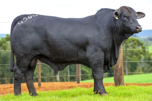 Touro Brangus BZ4384, Guapiara