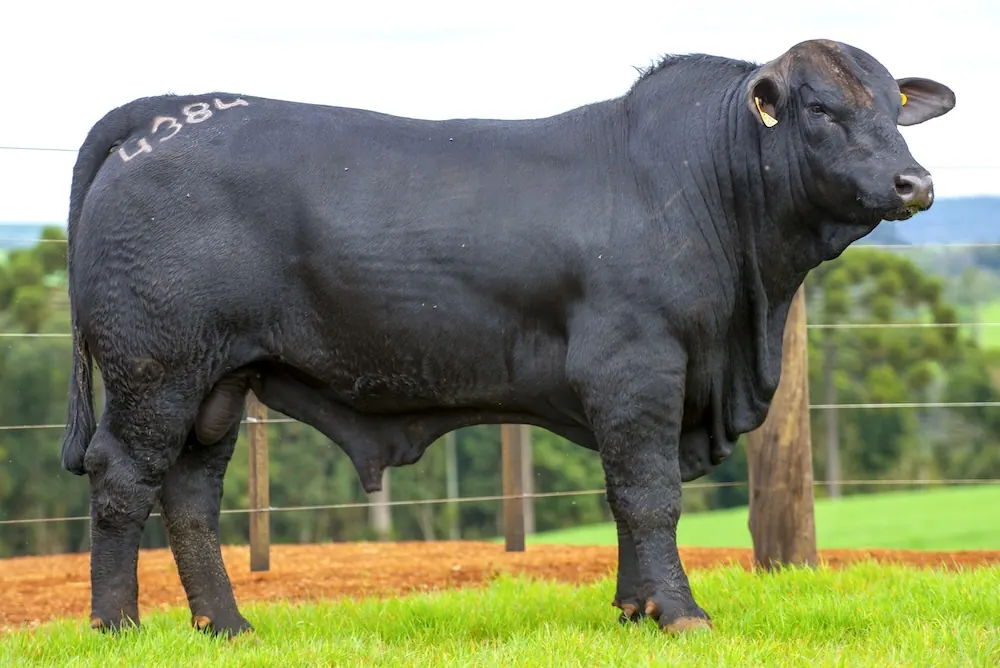 Touro Brangus BZ4384, lote 122 do 4º Leilão Genética Guapiara Touros