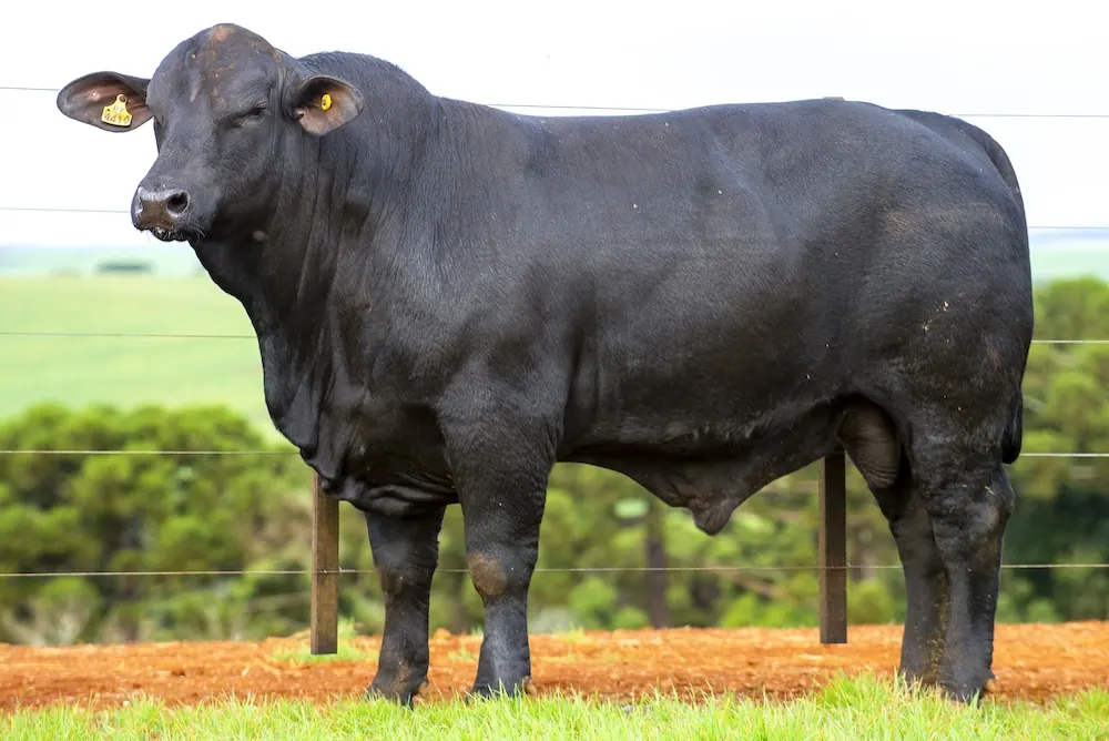 Touro Brangus BZ4419, lote 123 do 4º Leilão Genética Guapiara Touros