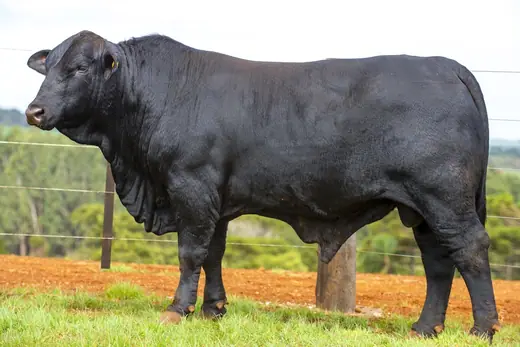 Touro Brangus BZ4427, Guapiara