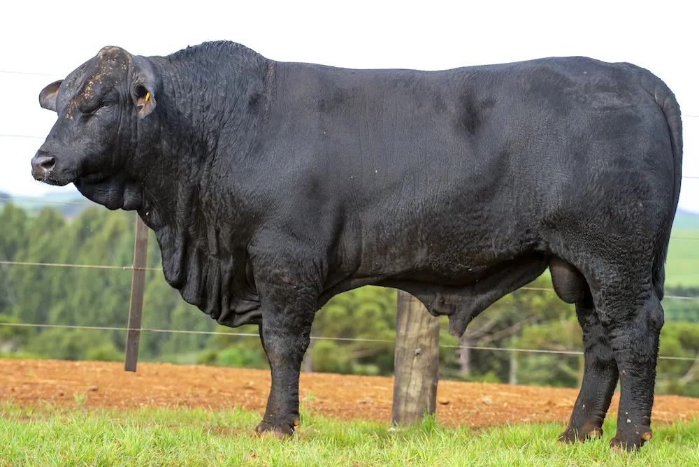 Touro Brangus BZ4429, lote 125 do 4º Leilão Genética Guapiara Touros