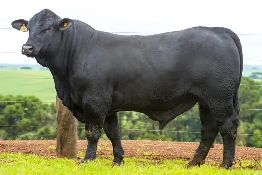 Touro Brangus BZ4440, Guapiara