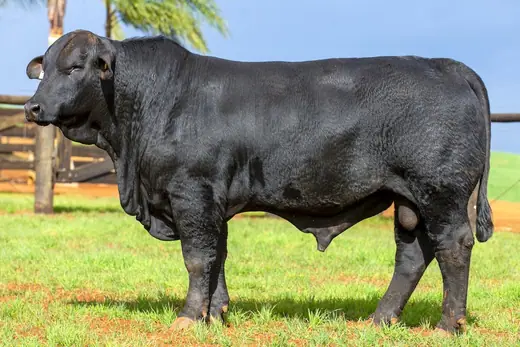 Touro Brangus BZ4444, Guapiara