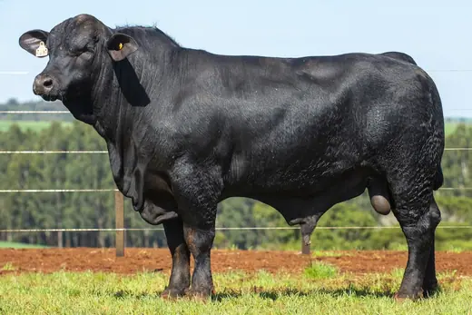 Touro Brangus BZ4448, Guapiara