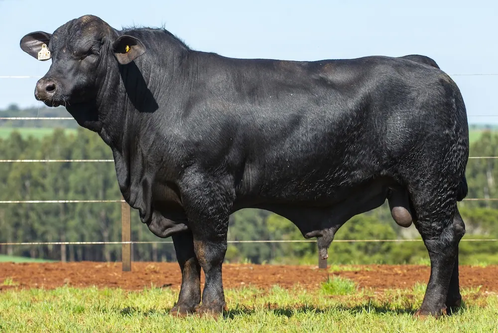 Touro Brangus BZ4448, lote 127 do 4º Leilão Genética Guapiara Touros