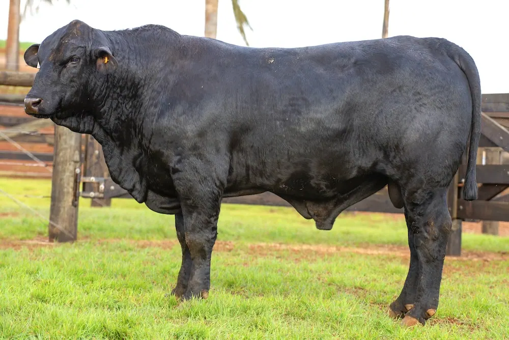 Touro Brangus BZ4486, lote 128 do 4º Leilão Genética Guapiara Touros