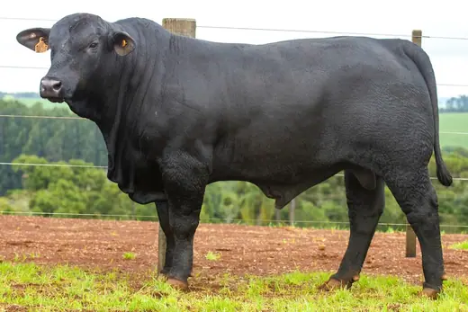Touro Brangus BZ4515, Guapiara