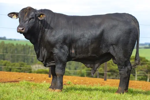 Touro Brangus BZ4526, Guapiara