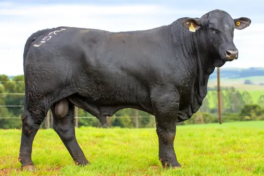 Touro Brangus BZ4574, Guapiara