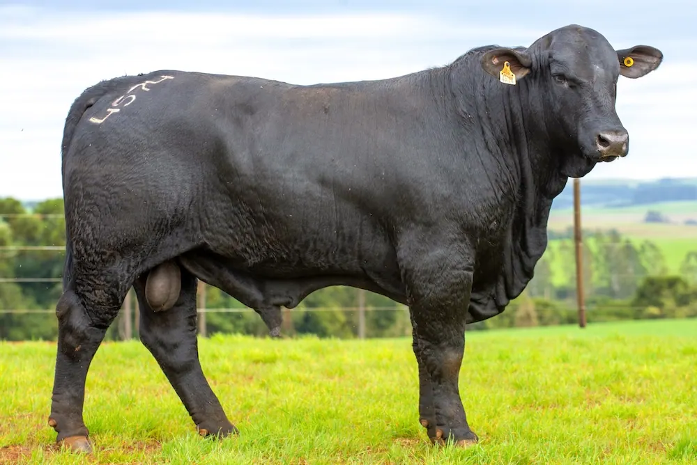 Touro Brangus BZ4574, lote 65 do 4º Leilão Genética Guapiara Touros