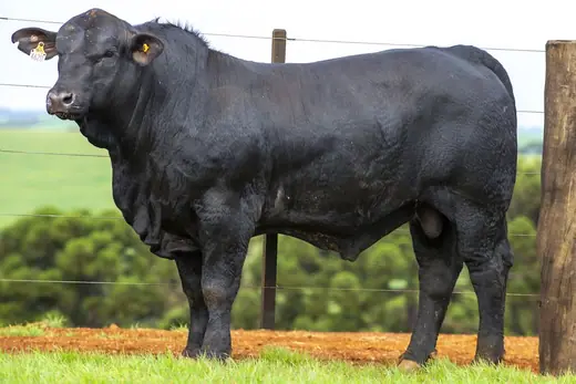 Touro Brangus BZ4620, Guapiara
